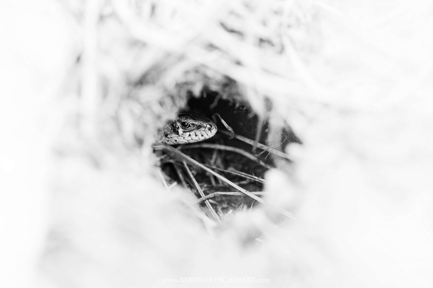 Lacerta agilis - Sand lizard