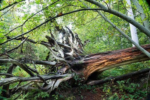 Im Nationalpark Lusen