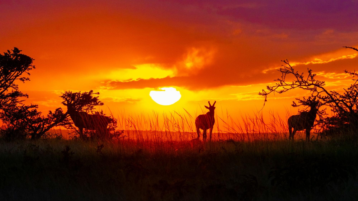 Wildlife fotografie