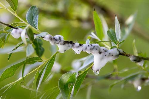Aphrophora salicina - Willow spittlebug