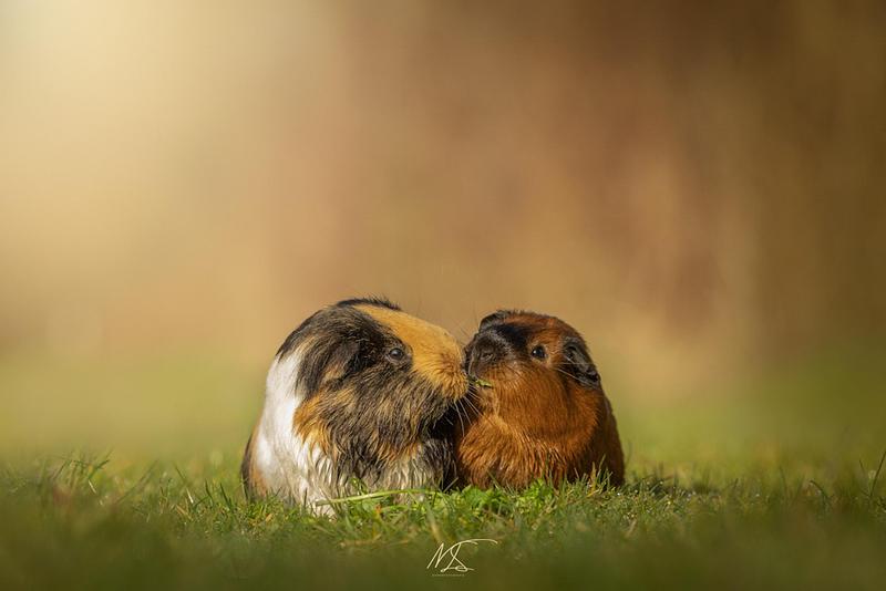 OVERIGE HUISDIEREN