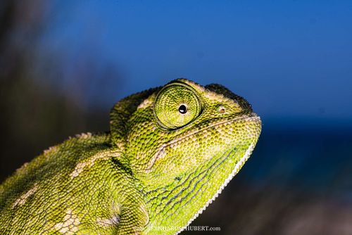 Chamaeleo chamaeleon - Mediterranean chameleon