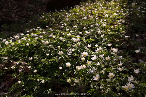 Anemonoides nemorosa  - Wood anemone