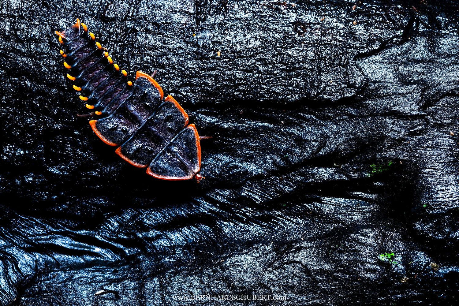 Trilobitkäfer