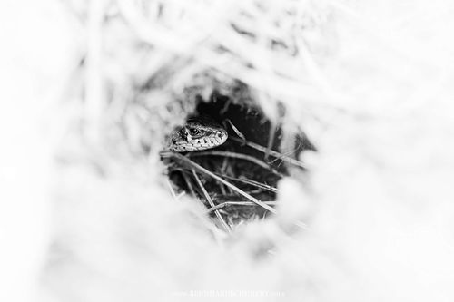 Lacerta agilis - Sand lizard