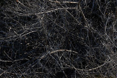 Ardea herodias - Kanadareiher