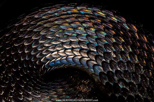&ndash; Scale Spectrum
