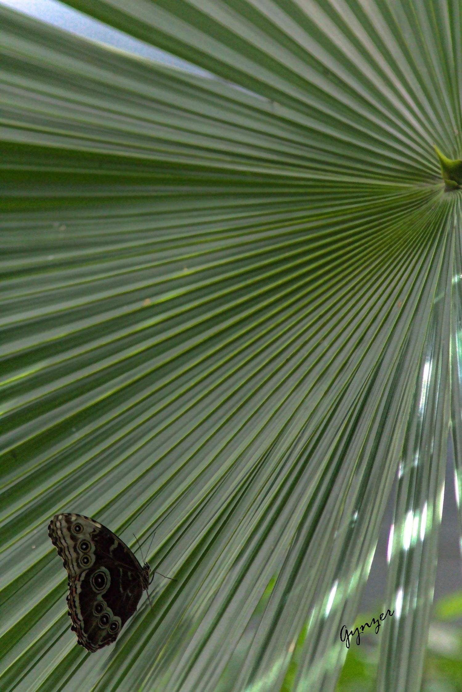 Gynzer's Photography