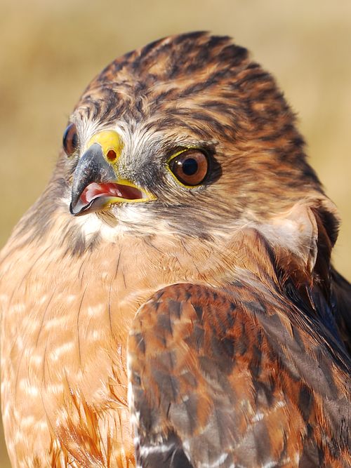 Rusty - Red Shouldered Hawk