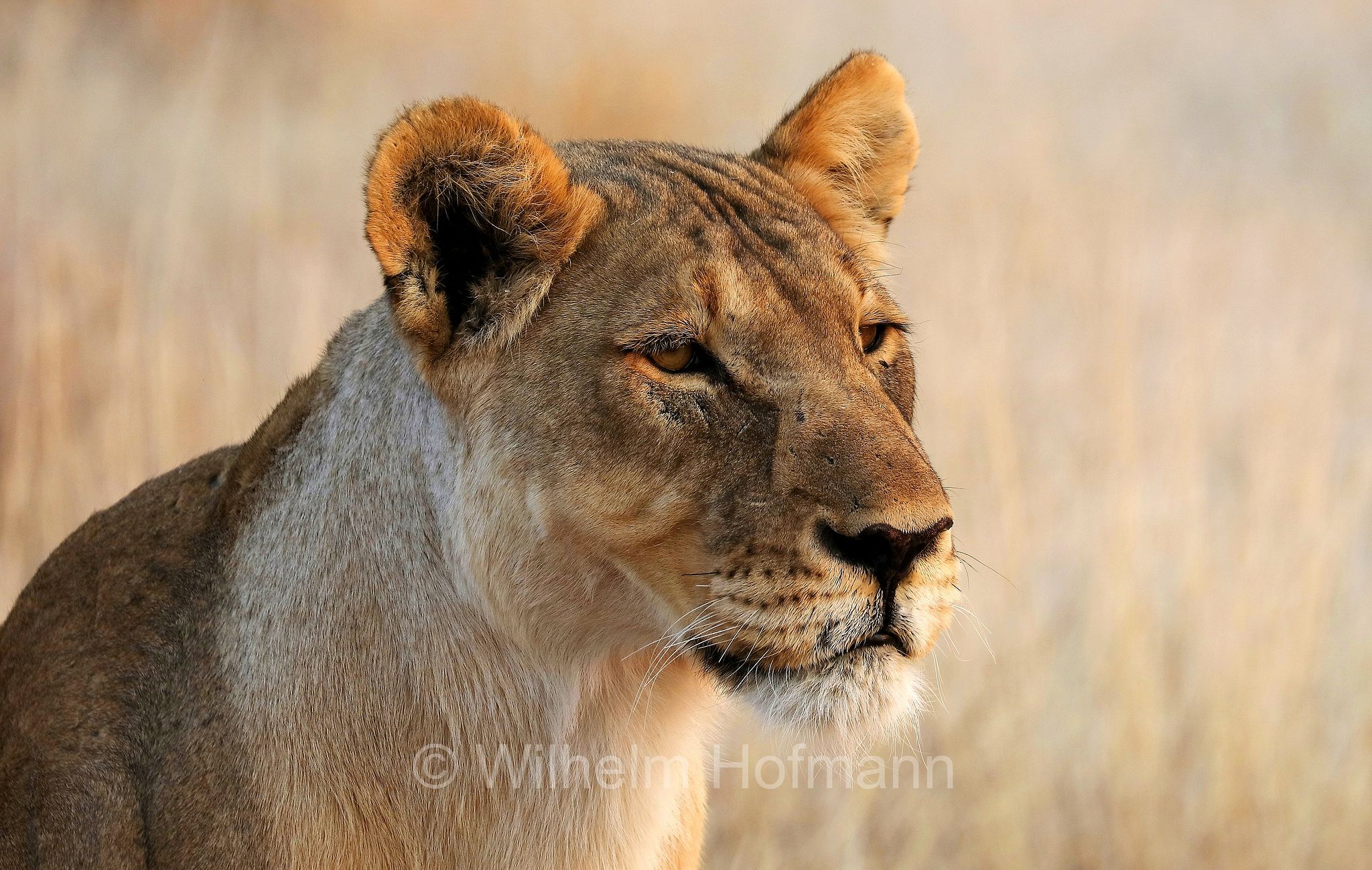 Lion, Löwe, leone, panthera leo melanochaita, Etosha-Nationalpark, Etosha National Park, parco nazionale d'Etosha, Namibia