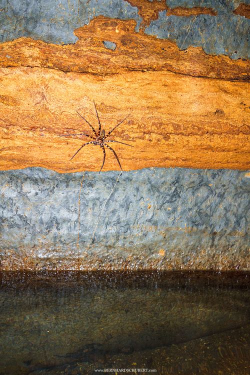 Heteropoda sp. - Riesenkrabbenspinne