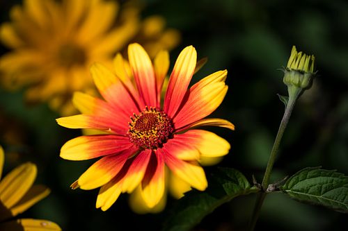 Büten auf dem Oeschberg