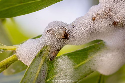Aphrophora salicina - Weiden-Schaumzikade