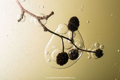 Alnus glutinosa - Black alder