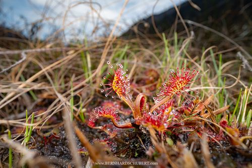 Drosera rotundifolia – Rundblättriger Sonnentau