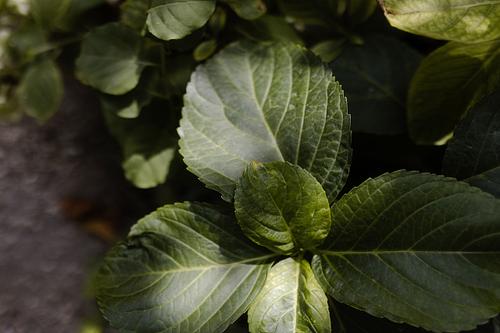 Matrimonio elegante Badia San Vittore Cingoli fotografie dimora storica Marche