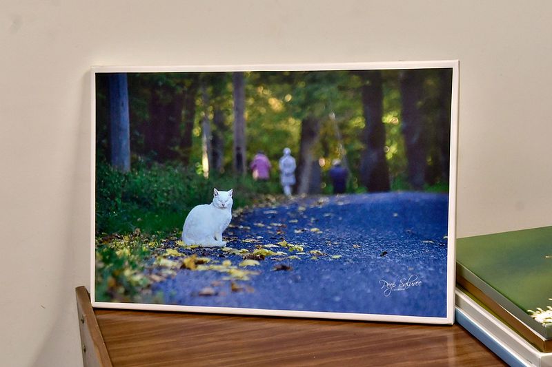 MÜÜA LÕUENDIPILTE