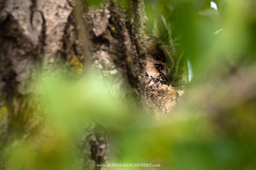 Asio otus - Long-eared Owl