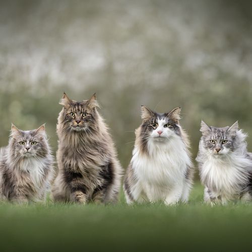 Kattenfotografie Uitgeest