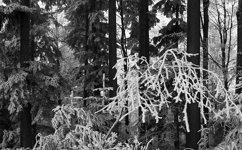 Raureif-Wald auf der "Chüeschatte"