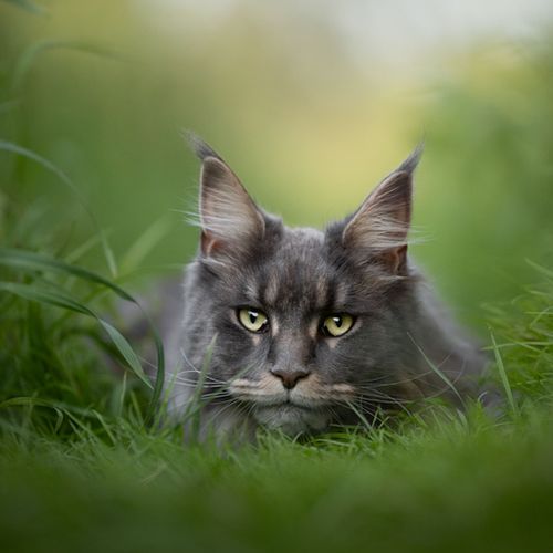 Waarom kattenfotografie?