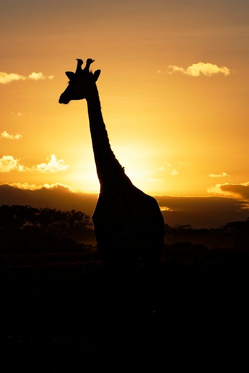 Lever du jour avec girafe au Kenya