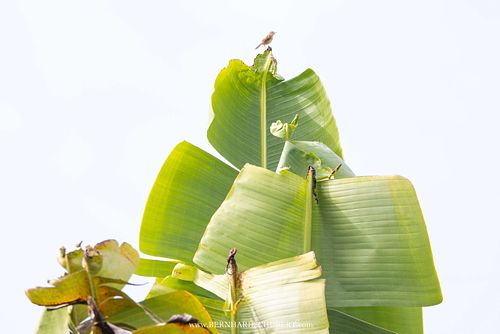 Cisticola exilis - Goldkopf-Zistensänger