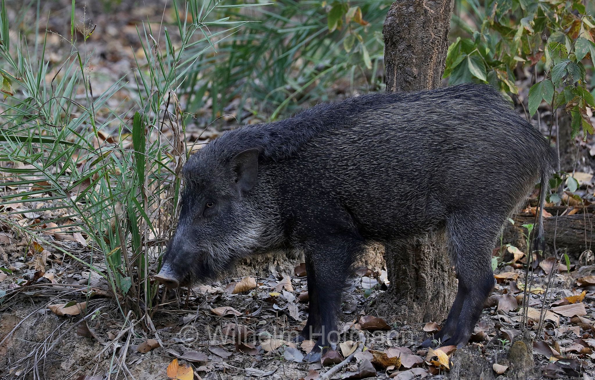 Indian boar, Moupin pig, Indisches Wildschwein, cinghiale indiano, Sus scrofa cristatus, Kanha National Park, Kanha-Nationalpark, parco nazionale di Kanha, Madhya Pradesh, India, Indien