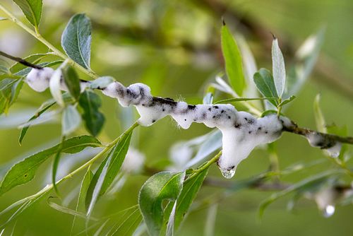 Aphrophora salicina - Willow spittlebug