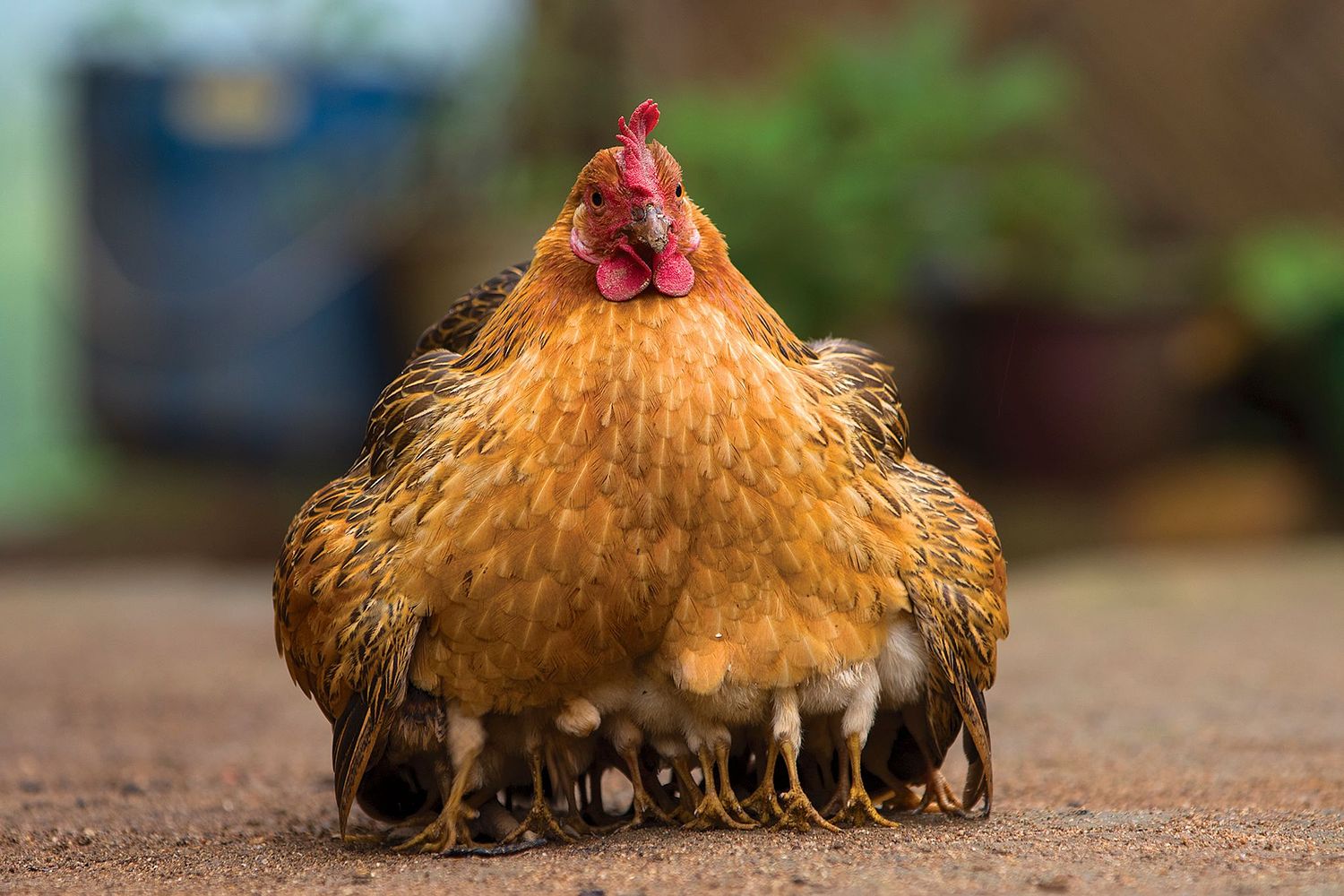 Andr&eacute; J Fanthome