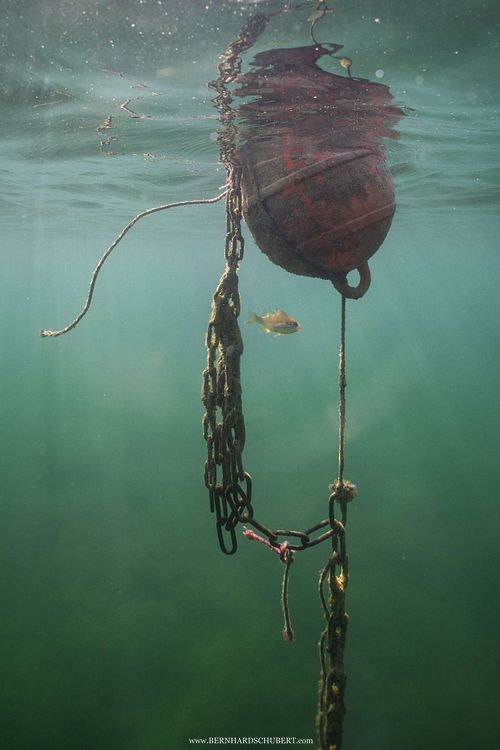 Lepomis gibbosus - Pumpkinseed