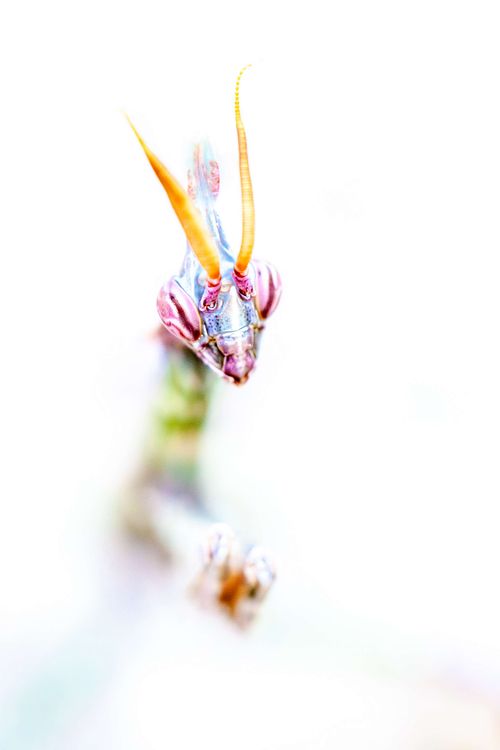 Empusa fasciata – Haubenfangschrecke