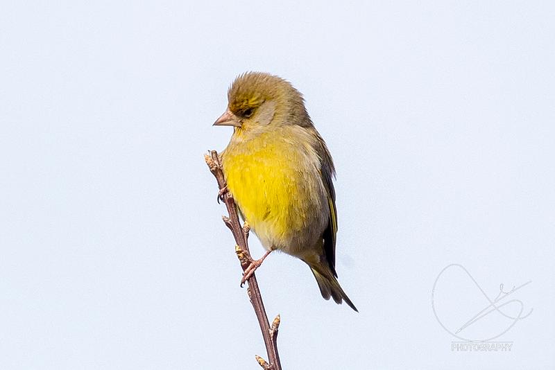 På oppdrag fredag 6. mai