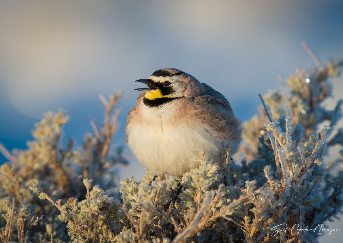 Frosty Lark