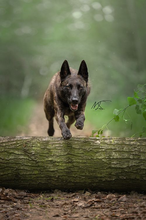 Hondenfotografie actiefoto Hollandse Herder springt over boomstam