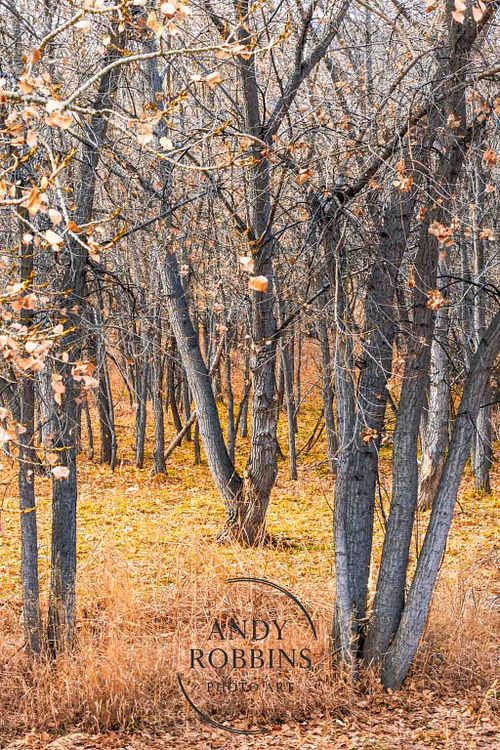 The Curated Collection