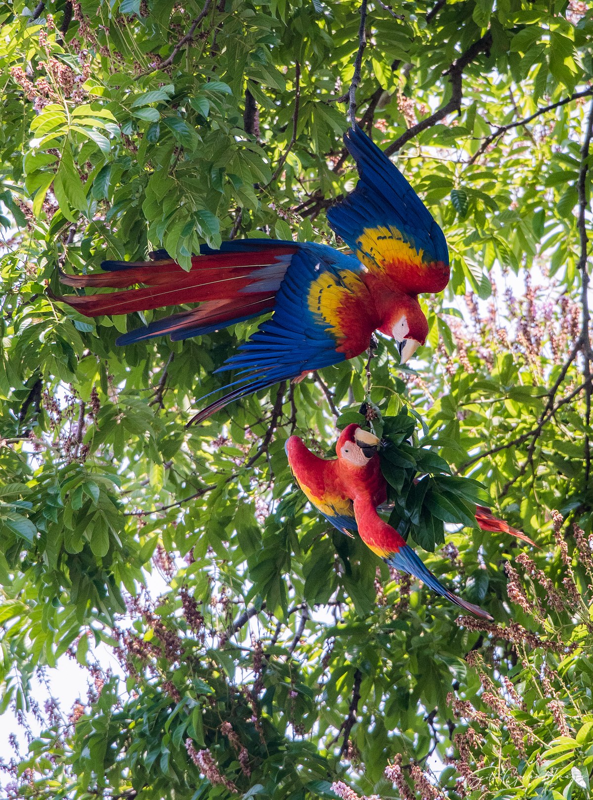 Scarlet Macaws