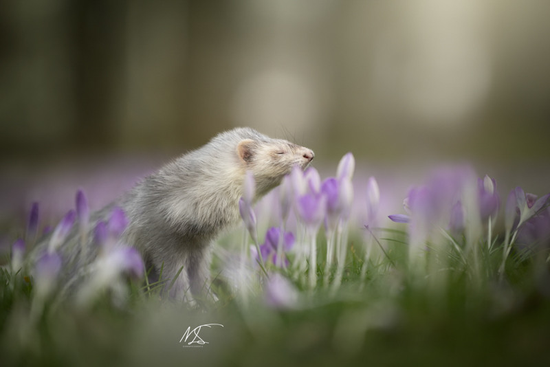 Fretje dat snuffelt aan lila krokussen