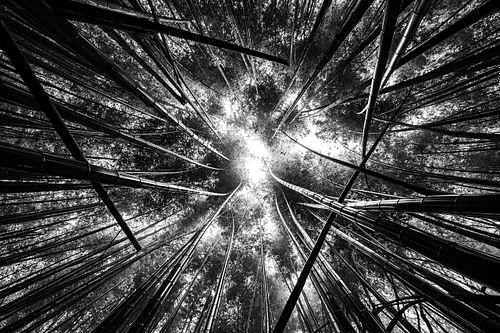 Bamboo forest close to Kyōto