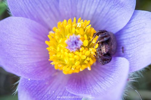 Xysticus sp. - Buschkrabbenspinne