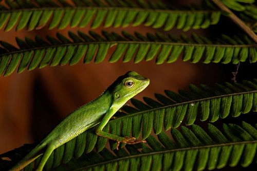 Bronchocela sp. - Langschwanzagame