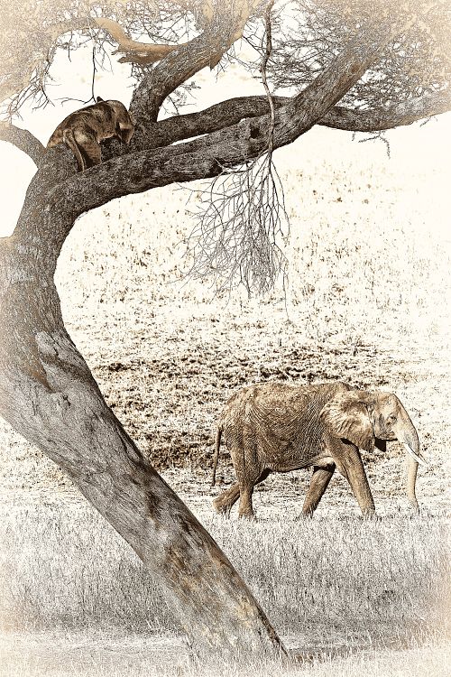Photo sepia d'une lionne et d'un éléphant en Tanzanie