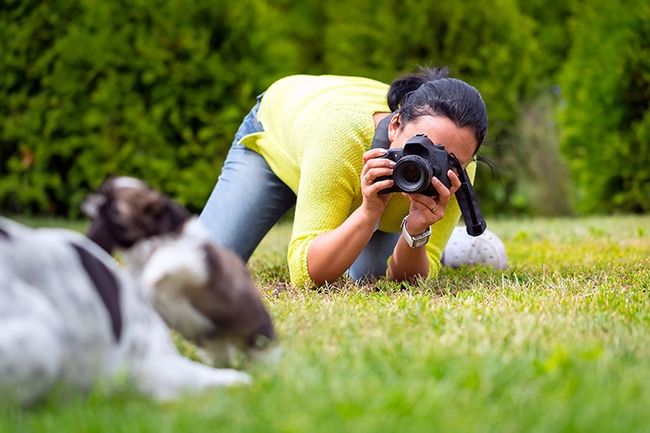 photographie d'animaux de compagnie de chien