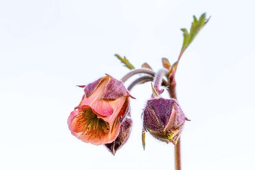 Geum rivale - Water avens