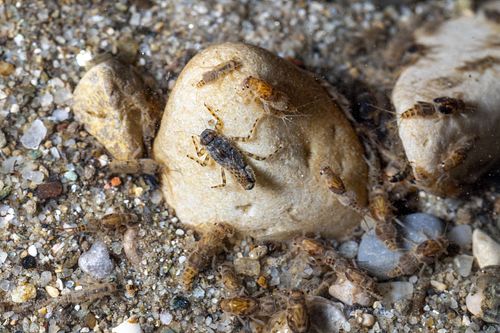 Aquatic macroinvertebrates Zoobenthos