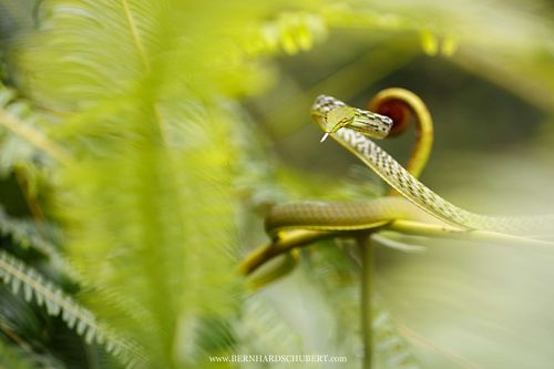 Ahaetulla prasina - Asian vine snake
