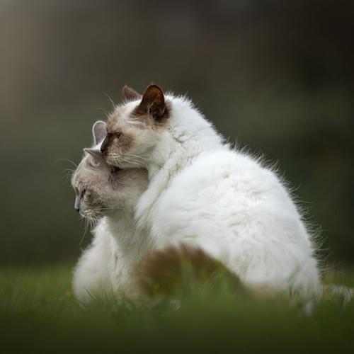 KATTEN