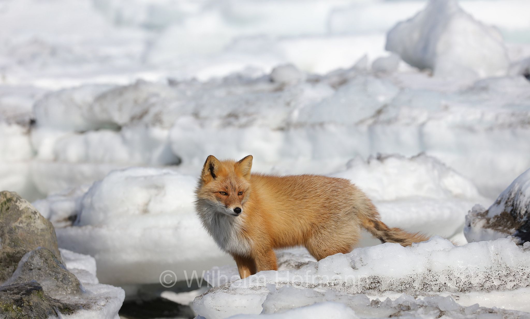 Ezo red fox, Hokkaido-Rotfuchs, Ezo-Rotfuchs, volpe rossa di Sachalin, Vulpes vulpes schrencki, Notsuke Peninsula, Notsuke Halbinsel, Penisola di Notsuke, Hokkaidō, Hokkaido, Japan, Giappone