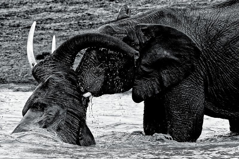 Animaux noir et blanc