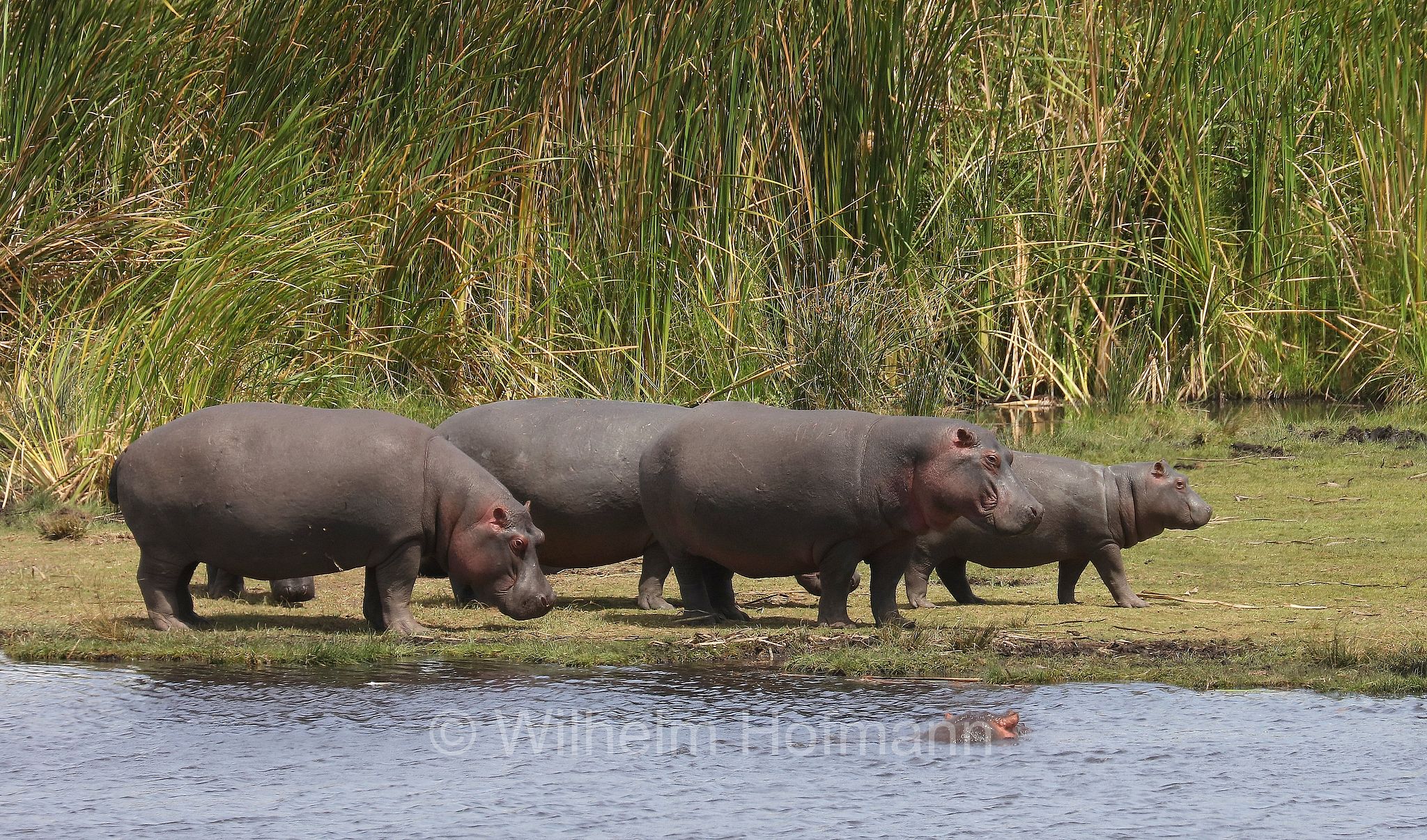 hippopotamus, hippopotamus amphibius, hippo, common hippopotamus, Nile hippopotamus, river hippopotamus, Nilpferd, Flusspferd, ippopotamo, area di conservazione di Ngorongoro, Ngorongoro Conservation Area, Ngorongoro Krater, Tanzania, Tansania